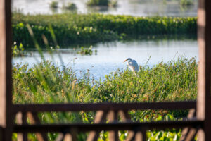 Garza blanca en el muelle de la Laguna Soto