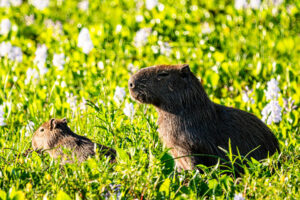 Carpinchos en la Laguna Soto de Saladas Corrientes